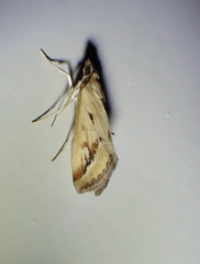 Achyra massalis