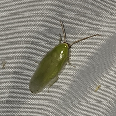 Panchlora nivea