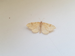 Gandaritis pyraliata