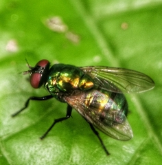 Neomyia