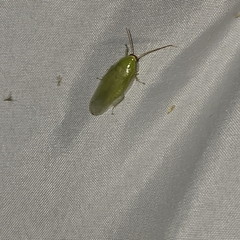 Panchlora nivea