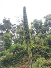 Echium pininana
