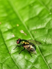 Neomyia