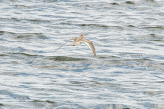Xenus cinereus