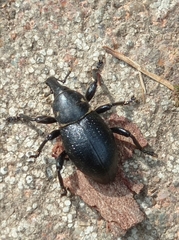 Liparus coronatus