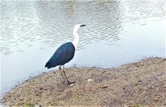 Ardea pacifica