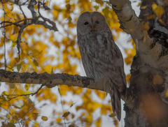 Strix uralensis