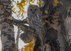 Strix uralensis