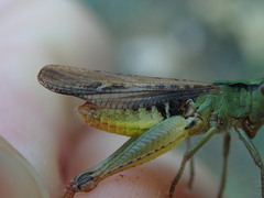 Chorthippus biguttulus