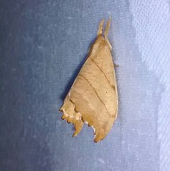 Drepana bilineata