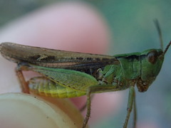 Chorthippus biguttulus