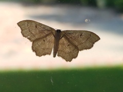 Idaea emarginata
