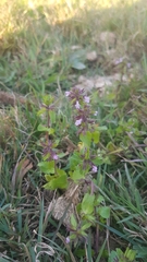 Stachys arvensis