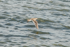 Xenus cinereus
