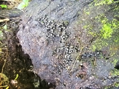 Daldinia childiae