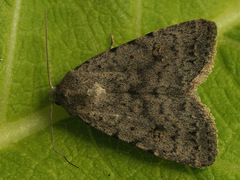 Caradrina petraea