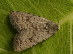 Caradrina petraea