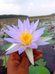 Nymphaea