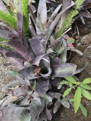 Aechmea fasciata