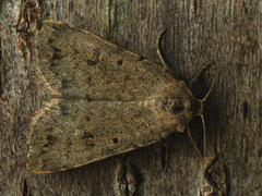 Caradrina petraea