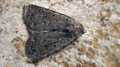 Caradrina petraea