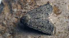 Caradrina petraea