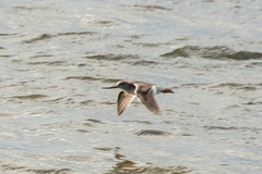 Xenus cinereus