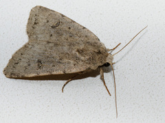 Caradrina petraea