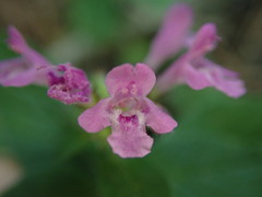Clinopodium vulgare
