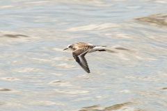 Calidris ruficollis