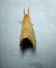 Drepana bilineata