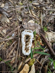 Ileodictyon cibarium