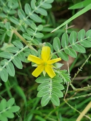 Tribulus terrestris