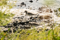 Calidris ruficollis