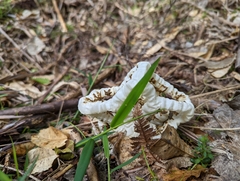 Ileodictyon cibarium