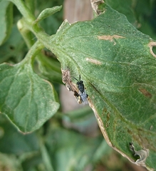 Brachymeria tibialis