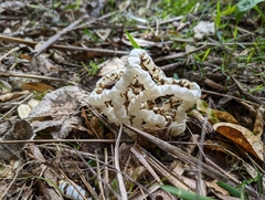 Ileodictyon cibarium