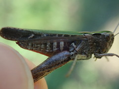 Omocestus rufipes