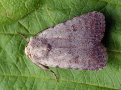 Caradrina selini
