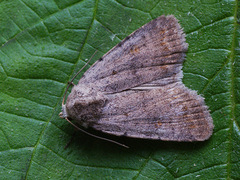 Caradrina selini