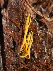 Ramariopsis crocea