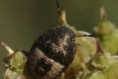 Peribalus strictus vernalis