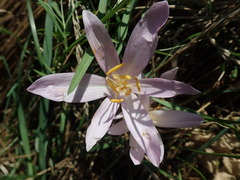 Colchicum