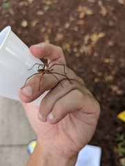 Kukulcania hibernalis