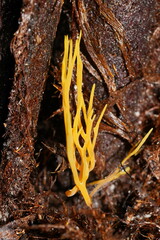 Ramariopsis crocea