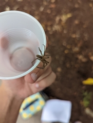Kukulcania hibernalis