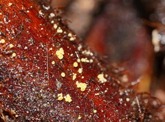 Lachnum pteridophyllum