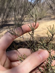 Phebalium filifolium