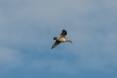 Aix galericulata
