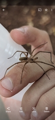 Kukulcania hibernalis